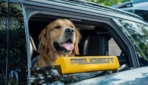 PEUGEOT-E-5008-Dog-Edition-Concept--2026-2